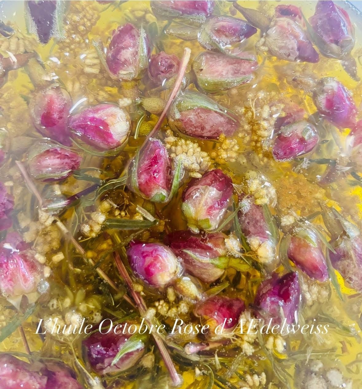 Octobre Rose d'AEdelweiss