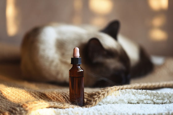 Les diffuseurs d’huiles essentielles et les animaux : y’a-t-il un risque ?