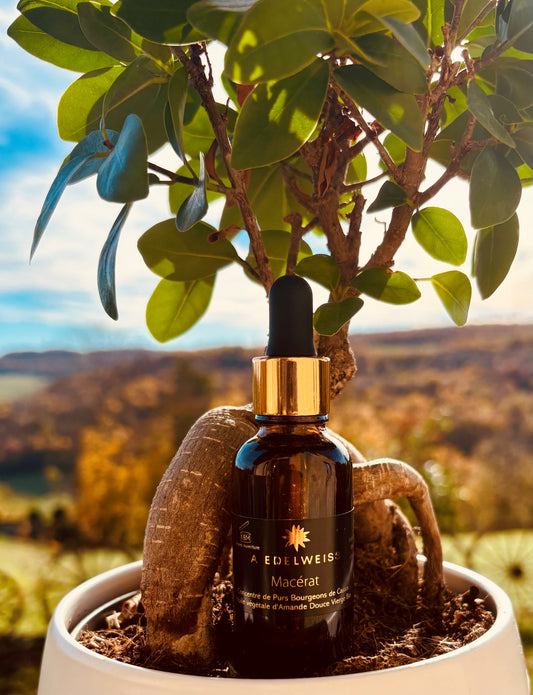 Macérât de bourgeons de Cassis dans l'huile d'Amande Douce - 30ml