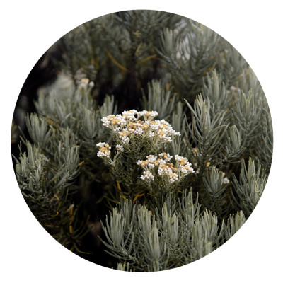 Image header - fleur d'edelweiss